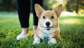 宠物保健新突破！智能穿戴如何守护毛孩子的健康？