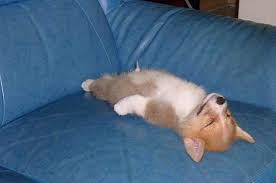 奥运冠军都在用的宠物保健秘籍，科技助力你的毛孩子赢在健康起跑线