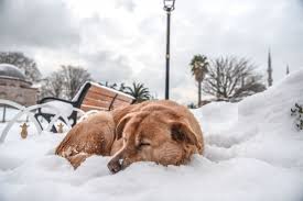 运动健将的秘密武器：高性能宠物食品，助你家汪星人超越极限