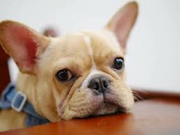 AI 赋能宠物食品研发：个性化定制，引领宠物健康新时代