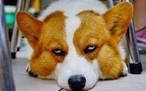 运动后宠物健康指南：科学训练与营养补给全攻略