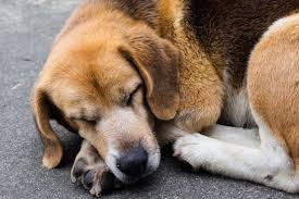 宠物健康数据大作战：打造个性化运动健康计划