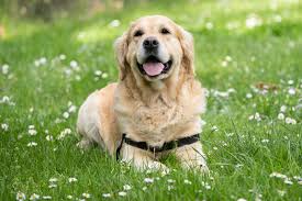 小狗的运动黑科技：介绍如何用科技提升狗狗的运动表现