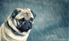 狗狗芯片植入：介绍小狗的身份识别与运动数据追踪技术